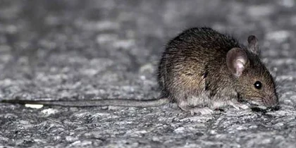 🔴 Murió una nena de 8 años por hantavirus