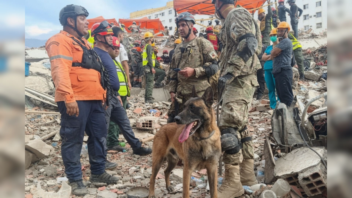 Bart, el perro argentino que rescató a dos niños atrapados tras el terremoto