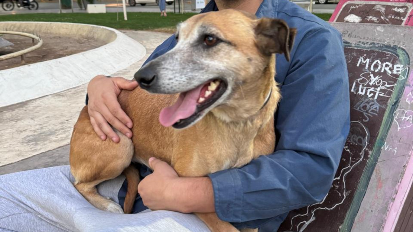 Villa Mercedes: denuncian la muerte de una perra en una guardería canina