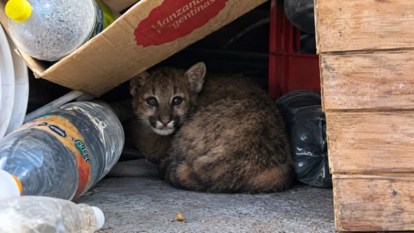 Villa Mercedes: un puma cachorro ingresó a una vivienda y montaron un operativo para rescatarlo